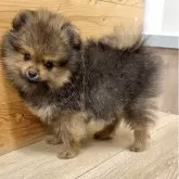 ポメラニアン