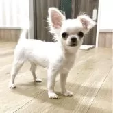 チワワ(ロング)