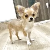 チワワ(ロング)