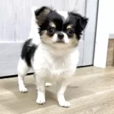 チワワ(ロング)