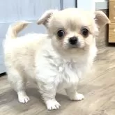 チワワ(ロング)