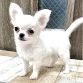 チワワ(ロング)