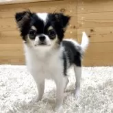 チワワ(ロング)