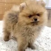 ポメラニアン