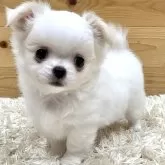 チワワ(ロング)