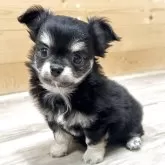 チワワ(ロング)