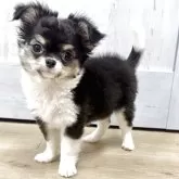 チワワ(ロング)