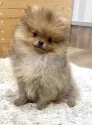 ポメラニアン【神奈川県・男の子・2025年8月21日・オレンジ】の写真2