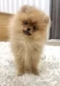 ポメラニアン【神奈川県・女の子・2025年8月3日・オレンジ】の写真5