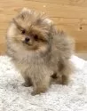 ポメラニアン【神奈川県・男の子・2025年8月21日・オレンジ】の写真5