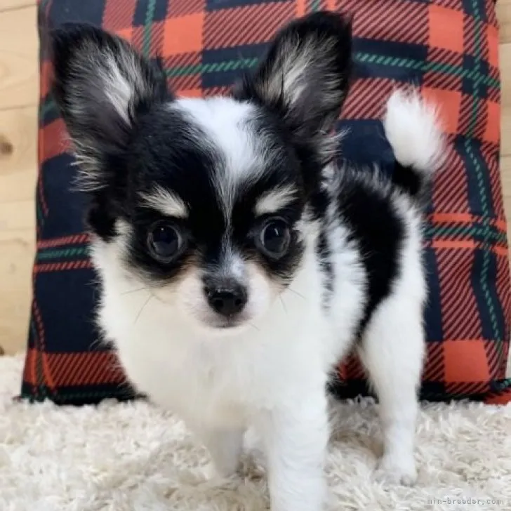 ジョージ 様のお迎えした子犬