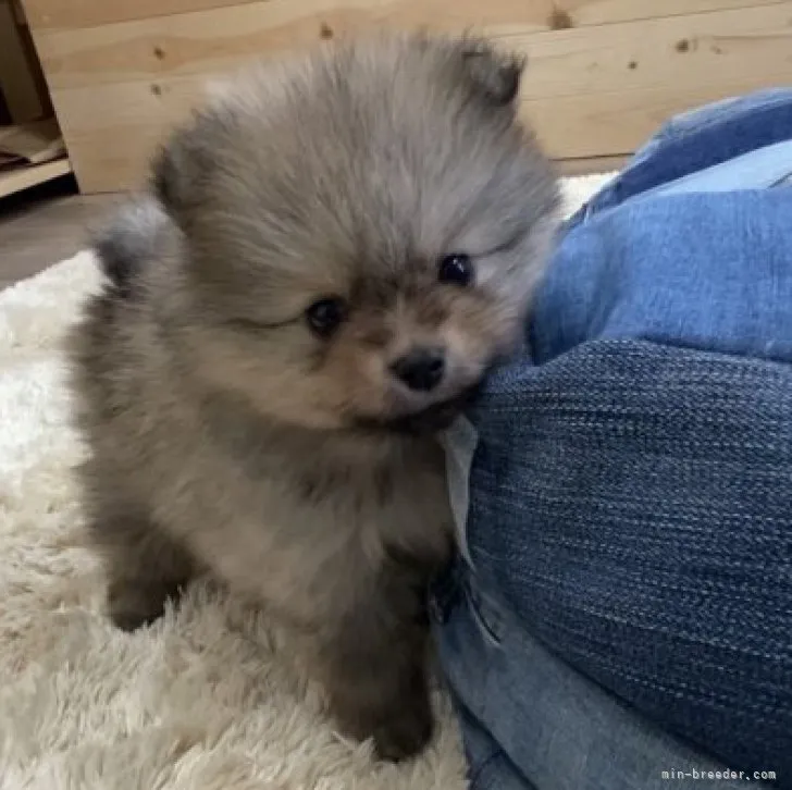 ID:2304-01112の子犬