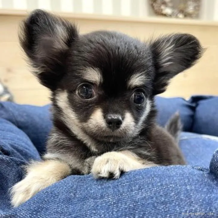 ID：2209-01709の子犬