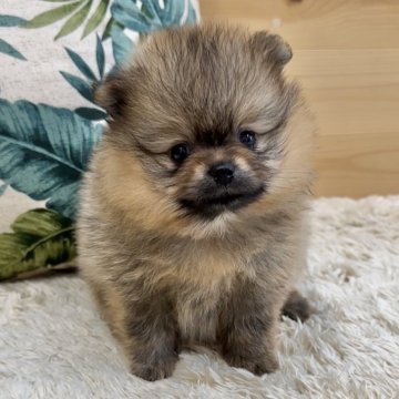 ポメラニアン【神奈川県・女の子・2024年6月7日・オレンジセーブル】の写真「優しいお顔の女の子ᡣ𐭩」