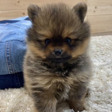 ポメラニアン【神奈川県・女の子・2023年3月12日・オレンジセーブル】の写真「優しいお顔の可愛い女の子❤️」