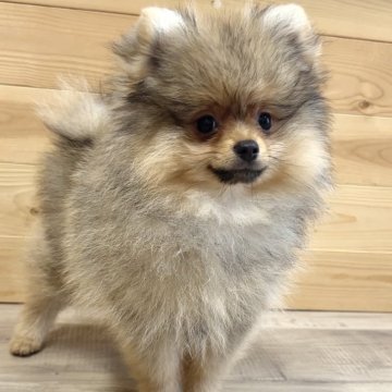 ポメラニアン【神奈川県・男の子・2024年6月7日・オレンジ】の写真「イケワンくん」