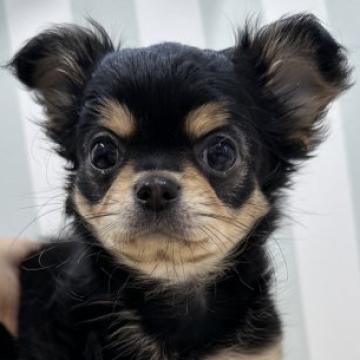 チワワ(ロング)【神奈川県・女の子・2022年9月9日・ブラックタン】の写真「鼻ぺちゃのかわいこちゃん」