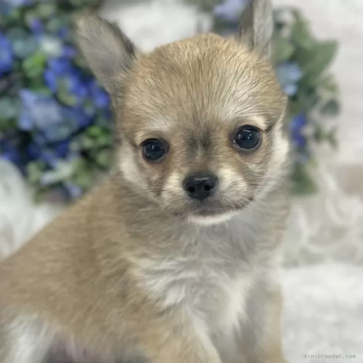 ID:2506-06654の子犬
