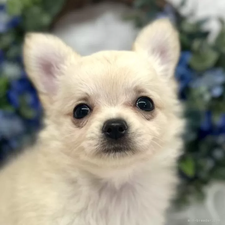 ID:2506-06671の子犬
