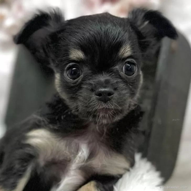 ID:2504-02989の子犬