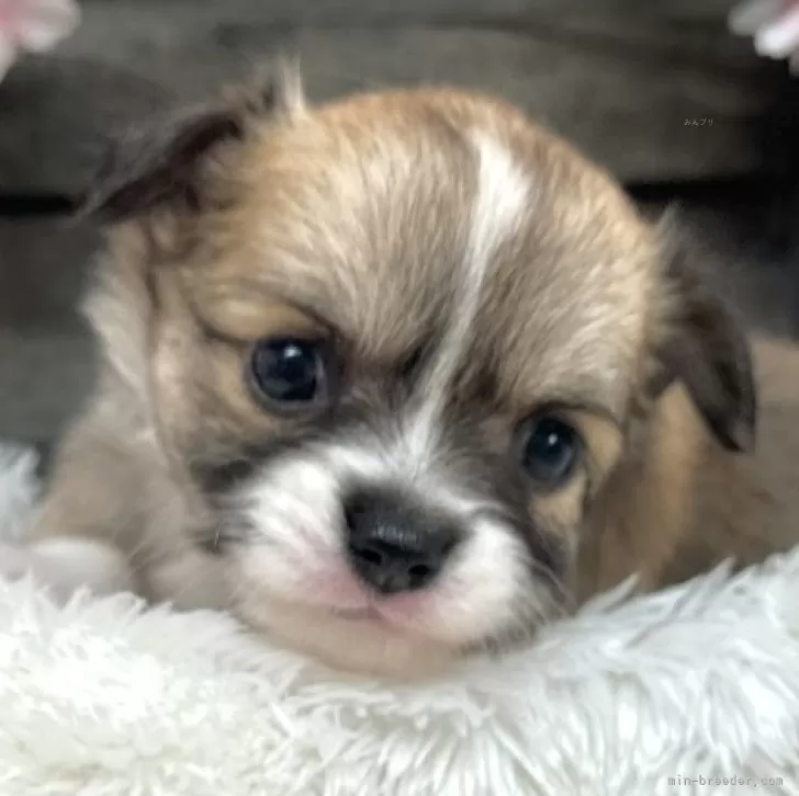 ID：2503-02839の子犬