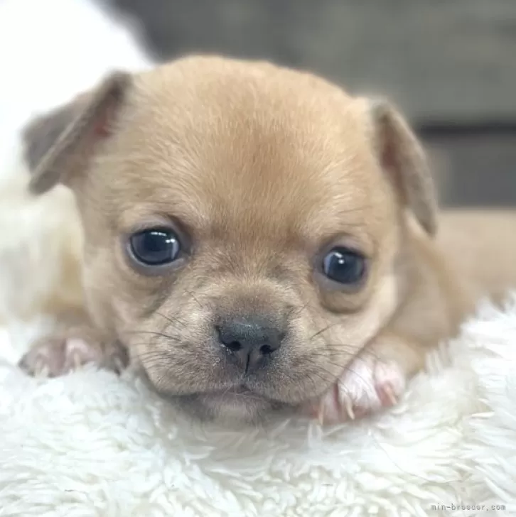 わんわんわん 様のお迎えした子犬