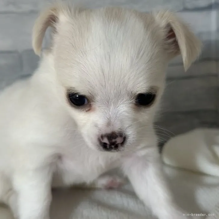 マリン 様のお迎えした子犬