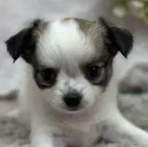 チワワ(ロング)【長野県・女の子・2024年2月22日・レッド&ホワイト】の写真1