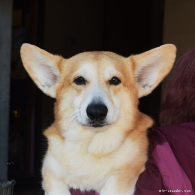 他犬舎犬ですがお世話になっている交配犬スカイ君｜荒井　秀夫(あらい　ひでお)ブリーダー(埼玉県・ウェルシュ・コーギー・ペンブローク・JKC登録)の紹介写真3