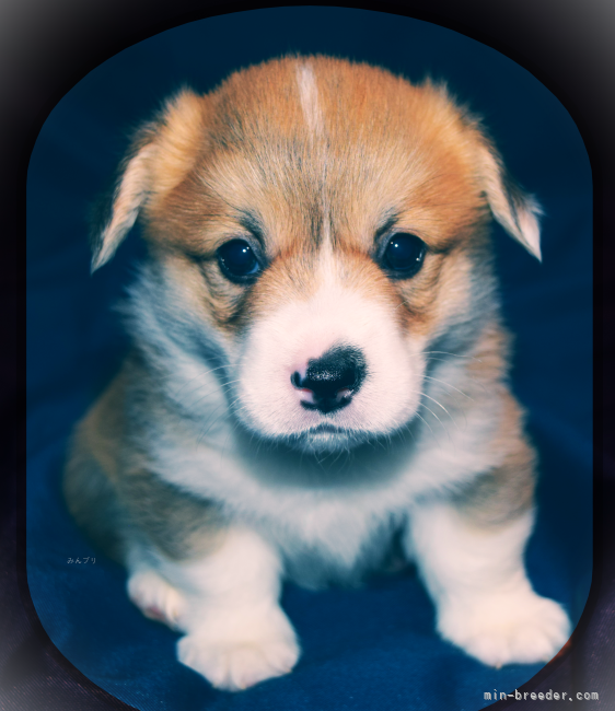 昨年の子犬｜荒井　秀夫(あらい　ひでお)ブリーダー(埼玉県・ウェルシュ・コーギー・ペンブローク・JKC登録)の紹介写真4