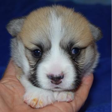 ウェルシュ・コーギー・ペンブローク【埼玉県・女の子・2022年9月8日・レッド&ホワイト】の写真「可愛い尻尾付きコーギー　父犬DMクリア犬」