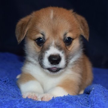 ウェルシュ・コーギー・ペンブローク【埼玉県・男の子・2024年6月16日・レッド&ホワイト】の写真「可愛い尻尾付きコーギー（DM発症しない組み合わせ）」