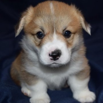 ウェルシュ・コーギー・ペンブローク【埼玉県・男の子・2023年11月5日・レッド&ホワイト】の写真「可愛い尻尾付きコーギー」