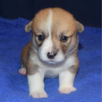 ウェルシュ・コーギー・ペンブローク【埼玉県・女の子・2024年9月17日・レッド&ホワイト】の写真「可愛い尻尾付きコーギー（DM発症しない）」