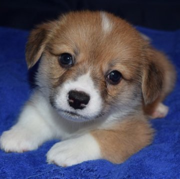 ウェルシュ・コーギー・ペンブローク【埼玉県・男の子・2024年6月16日・レッド&ホワイト】の写真「可愛い尻尾付きコーギー（DM発症しない組み合わせ）」