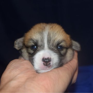 ウェルシュ・コーギー・ペンブローク【埼玉県・女の子・2024年9月17日・レッド&ホワイト】の写真「可愛い尻尾付きコーギー（DM発症しない）」