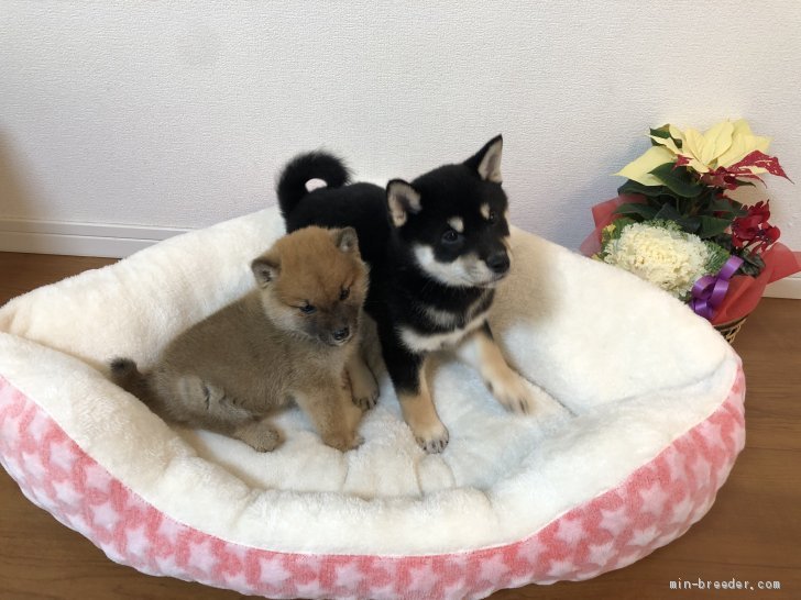 長岡　靖浩(ながおか　やすひろ)ブリーダー(兵庫県・柴犬など・（Jabc）登録)の紹介写真1