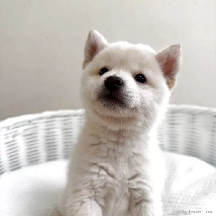 ID：2505-03268の子犬
