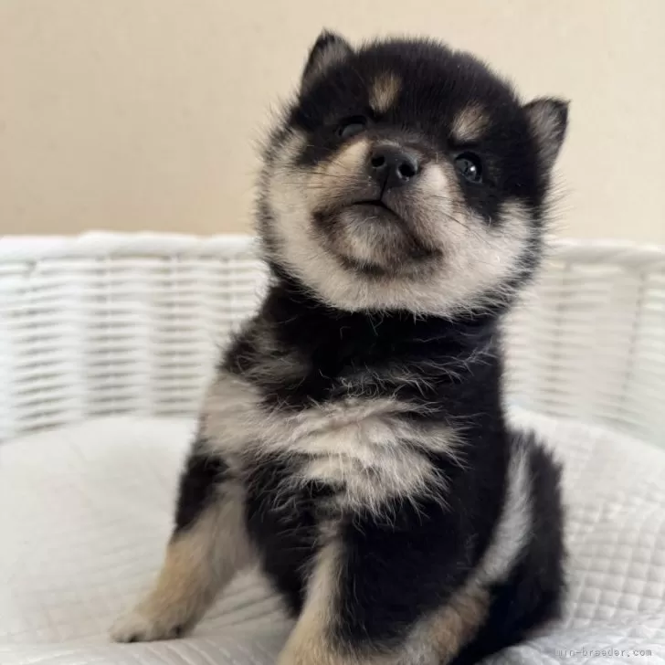 フクチャン 様のお迎えした子犬