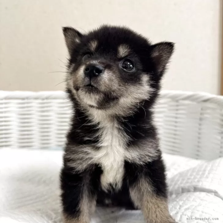 ID：2506-00859の子犬