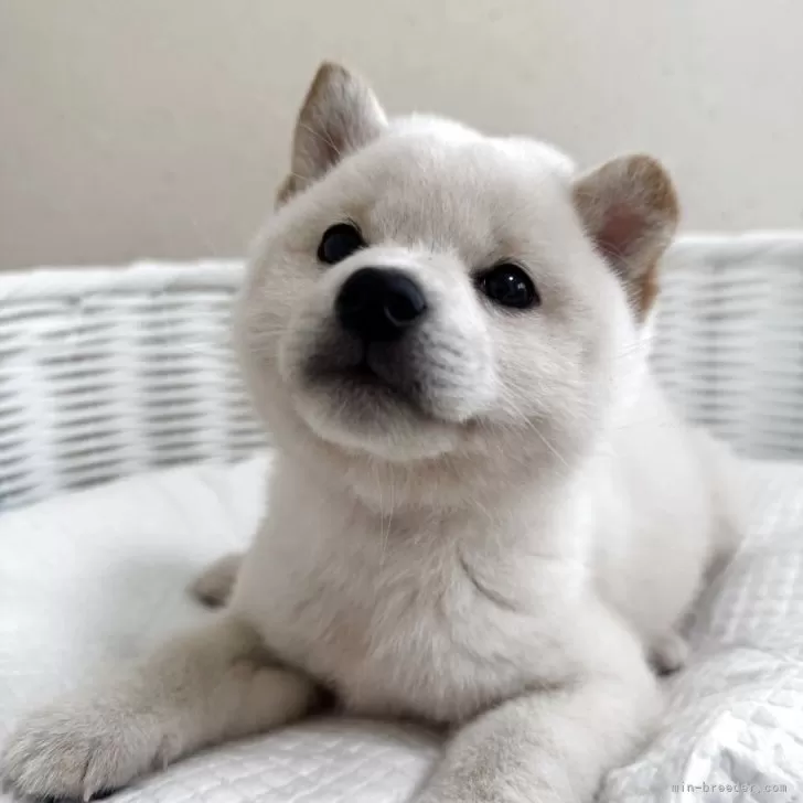 ID:2505-06872の子犬
