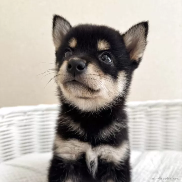 ID：2507-02618の子犬