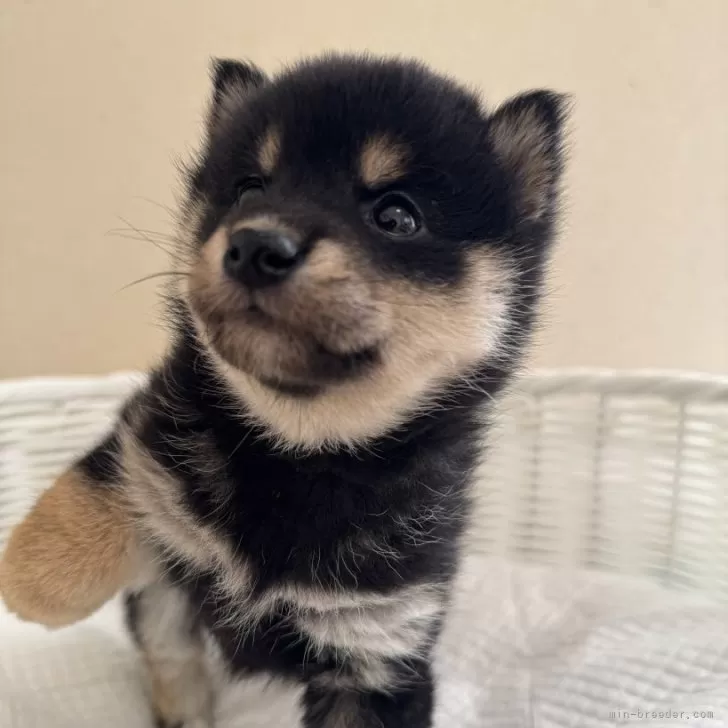 ID：2501-05807の子犬