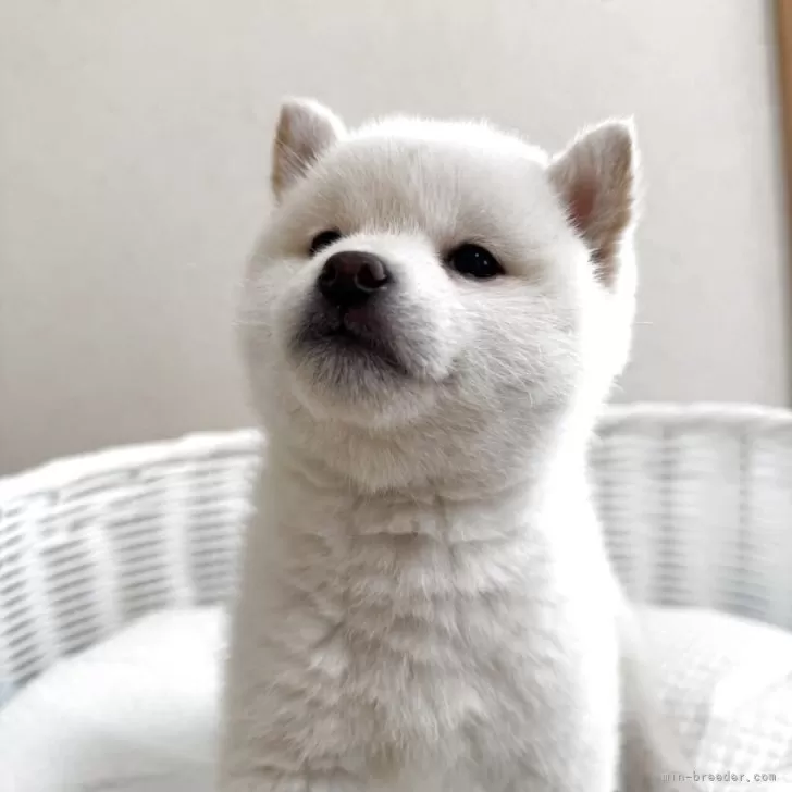 K.Y 様のお迎えした子犬
