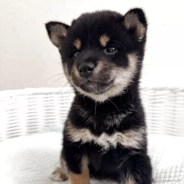 ID：2504-02197の子犬