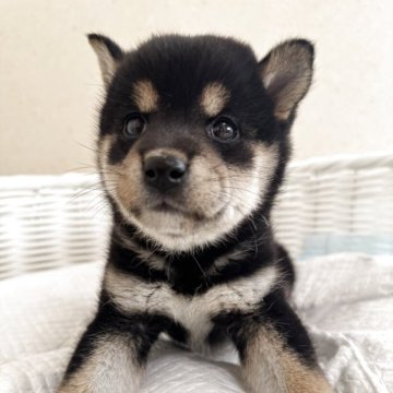 豆柴【兵庫県・女の子・2025年9月6日・黒】の写真「とっても可愛い女の子♪」