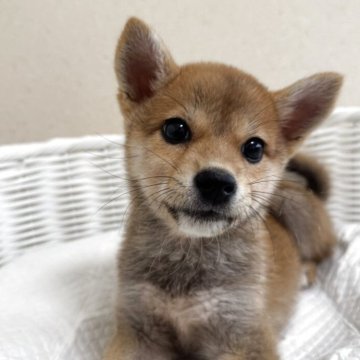 柴犬(豆柴)【兵庫県・女の子・2025年5月24日・赤】の写真「とっても可愛い女の子♪ワクチン３回接種済み」