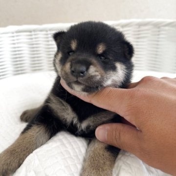 柴犬(豆柴)【兵庫県・女の子・2025年4月11日・黒】の写真「とっても可愛い女の子♪」