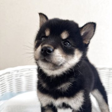 豆柴【兵庫県・女の子・2025年9月6日・黒】の写真「とっても可愛い女の子♪」