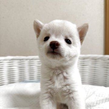 柴犬(豆柴)【兵庫県・女の子・2025年6月16日・白】の写真「とっても小さく可愛い小豆柴サイズの女の子♪」